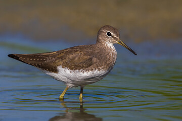 Witgatje; Green Sandpiper; Tringa ochropus