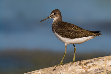 Witgatje; Green Sandpiper; Tringa ochropus