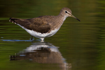 Witgatje; Green Sandpiper; Tringa ochropus