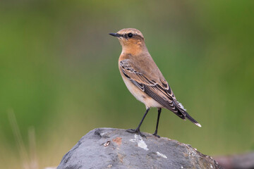Groenlandse Tapuit; 'Greenland' Northern Wheatear; Oenanthe oena