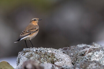 Groenlandse Tapuit; 'Greenland' Northern Wheatear; Oenanthe oena