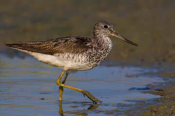Groenpootruiter, Common Greenshank; Tringa nebularia