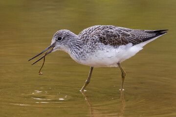 Groenpootruiter, Common Greenshank; Tringa nebularia