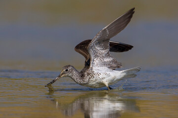 Groenpootruiter, Common Greenshank; Tringa nebularia