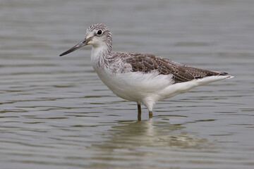 Groenpootruiter, Common Greenshank; Tringa nebularia