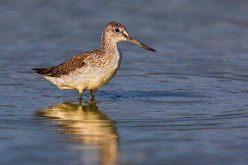 Groenpootruiter, Common Greenshank; Tringa nebularia