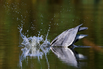 Blauwe Reiger; Grey Heron; Ardea cinerea