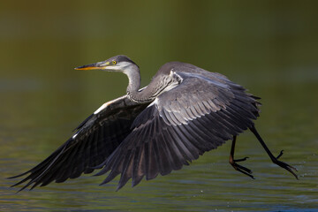 Blauwe Reiger; Grey Heron; Ardea cinerea