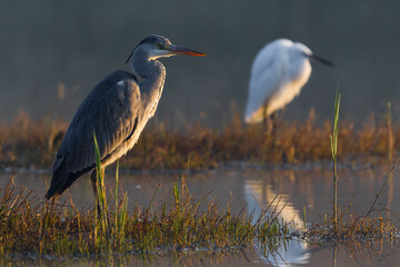 Blauwe Reiger; Grey Heron; Ardea cinerea