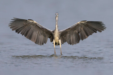 Blauwe Reiger; Grey Heron; Ardea cinerea
