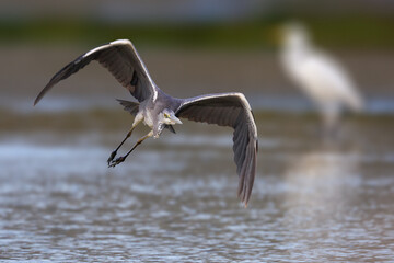 Blauwe Reiger; Grey Heron; Ardea cinerea