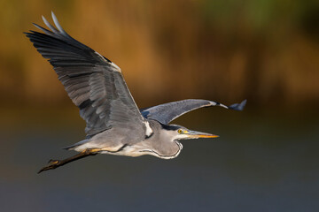 Blauwe Reiger; Grey Heron; Ardea cinerea