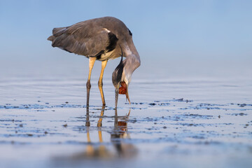 Blauwe Reiger, Grey Heron, Ardea cinerea