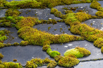 Moos auf historischem Schieferdach