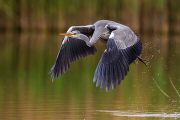 Blauwe Reiger; Grey Heron; Ardea cinerea