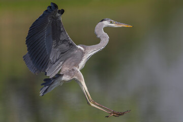 Blauwe Reiger, Grey Heron; Ardea cinerea