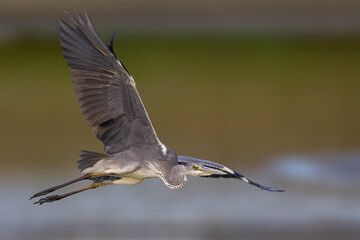 Blauwe Reiger; Grey Heron; Ardea cinerea