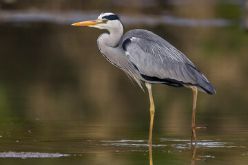 Blauwe Reiger, Grey Heron; Ardea cinerea