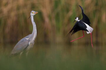 Blauwe Reiger; Grey Heron; Ardea cinerea, Steltkluut; Black-winged Stilt; Himantopus himantopus