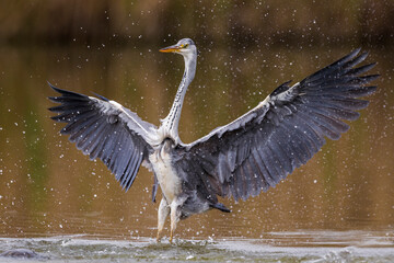 Blauwe Reiger; Grey Heron; Ardea cinerea