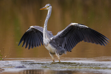 Blauwe Reiger; Grey Heron; Ardea cinerea