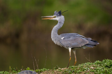 Blauwe Reiger; Grey Heron; Ardea cinerea