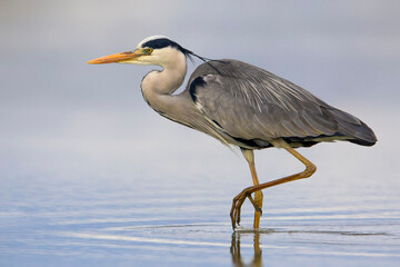 Blauwe Reiger, Grey Heron; Ardea cinerea