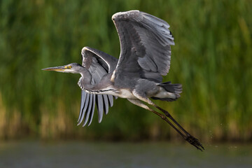 Blauwe Reiger; Grey Heron; Ardea cinerea