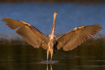 Blauwe Reiger, Grey Heron; Ardea cinerea