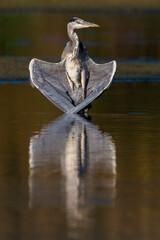 Blauwe Reiger; Grey Heron; Ardea cinerea