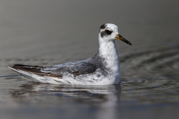 Rosse Franjepoot; Grey Phalarope; Phalaropus fulicarius