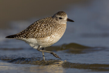 Zilverplevier; Grey Plover; Pluvialis squatarola