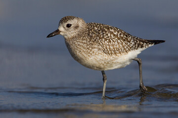 Zilverplevier; Grey Plover; Pluvialis squatarola