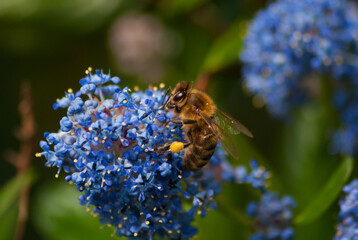 Abeille butinant dans des fleurs bleu