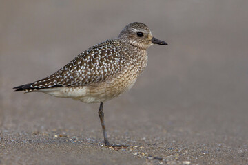 Zilverplevier; Grey Plover; Pluvialis squatarola