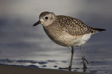 Zilverplevier; Grey Plover; Pluvialis squatarola