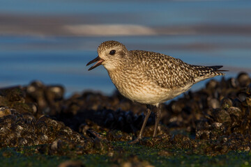 Zilverplevier; Grey Plover; Pluvialis squatarola