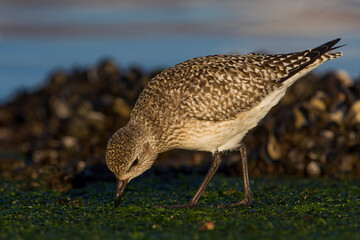 Zilverplevier; Grey Plover; Pluvialis squatarola