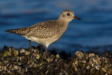 Zilverplevier; Grey Plover; Pluvialis squatarola