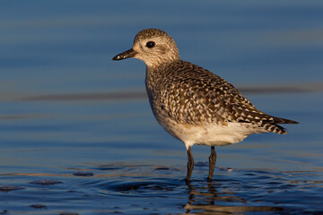 Zilverplevier; Grey Plover; Pluvialis squatarola