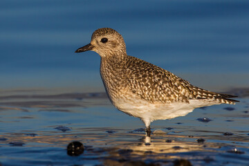 Zilverplevier; Grey Plover; Pluvialis squatarola