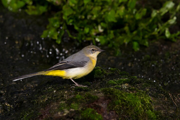 Ballerina gialla; Grey Wagtail; Motacilla cinerea patriciae