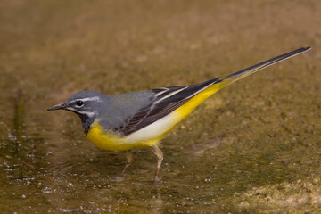 Grote Gele Kwikstaart; Grey Wagtail; Motacilla cinerea