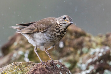 Grijswangdwerglijster, Grey-cheeked Thrush; Catharus minimus