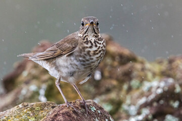 Grijswangdwerglijster, Grey-cheeked Thrush; Catharus minimus