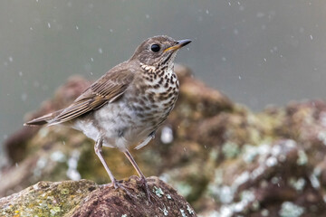 Grijswangdwerglijster, Grey-cheeked Thrush; Catharus minimus