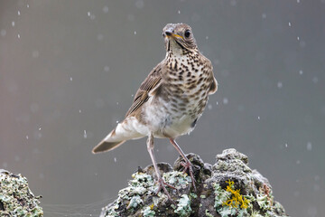Grijswangdwerglijster, Grey-cheeked Thrush; Catharus minimus