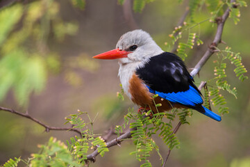 Grijskopijsvogel, Grey-headed Kingfisher, Halcyon leucocephala