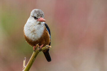 Grijskopijsvogel, Grey-headed Kingfisher, Halcyon leucocephala