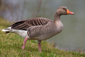 Grauwe Gans; Greylag Goose; Anser anser